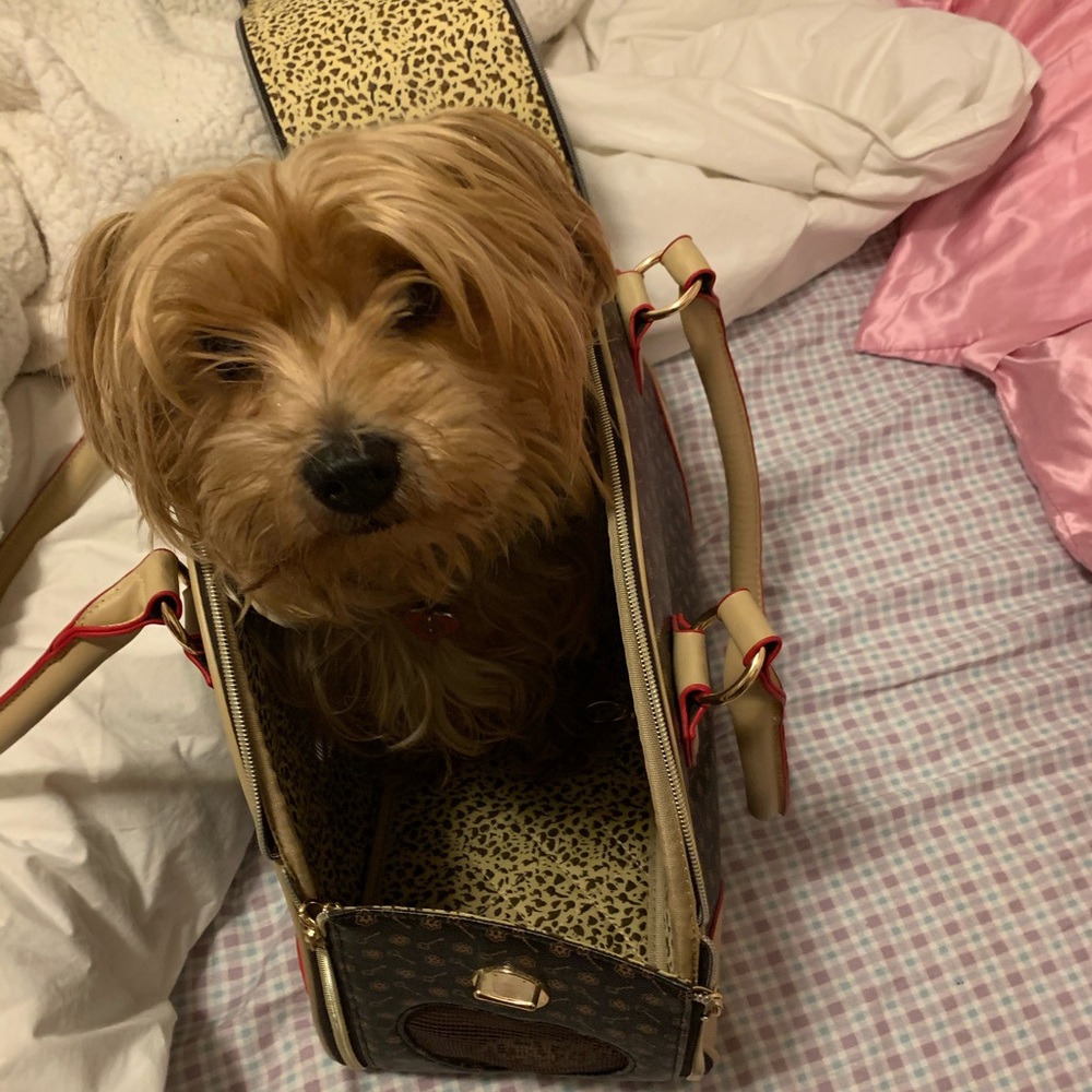 Extra photos of Dog Carrier with my dog inside